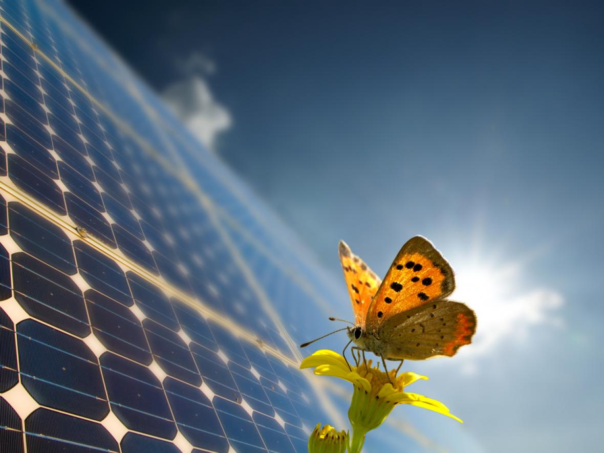 butterfly lands on solar panel with the sun shining
