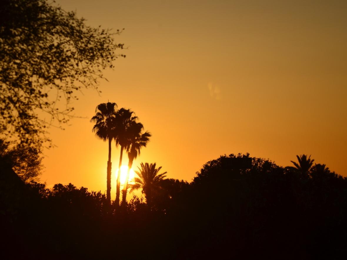 paradise valley sunrise silhouette against palm tree 