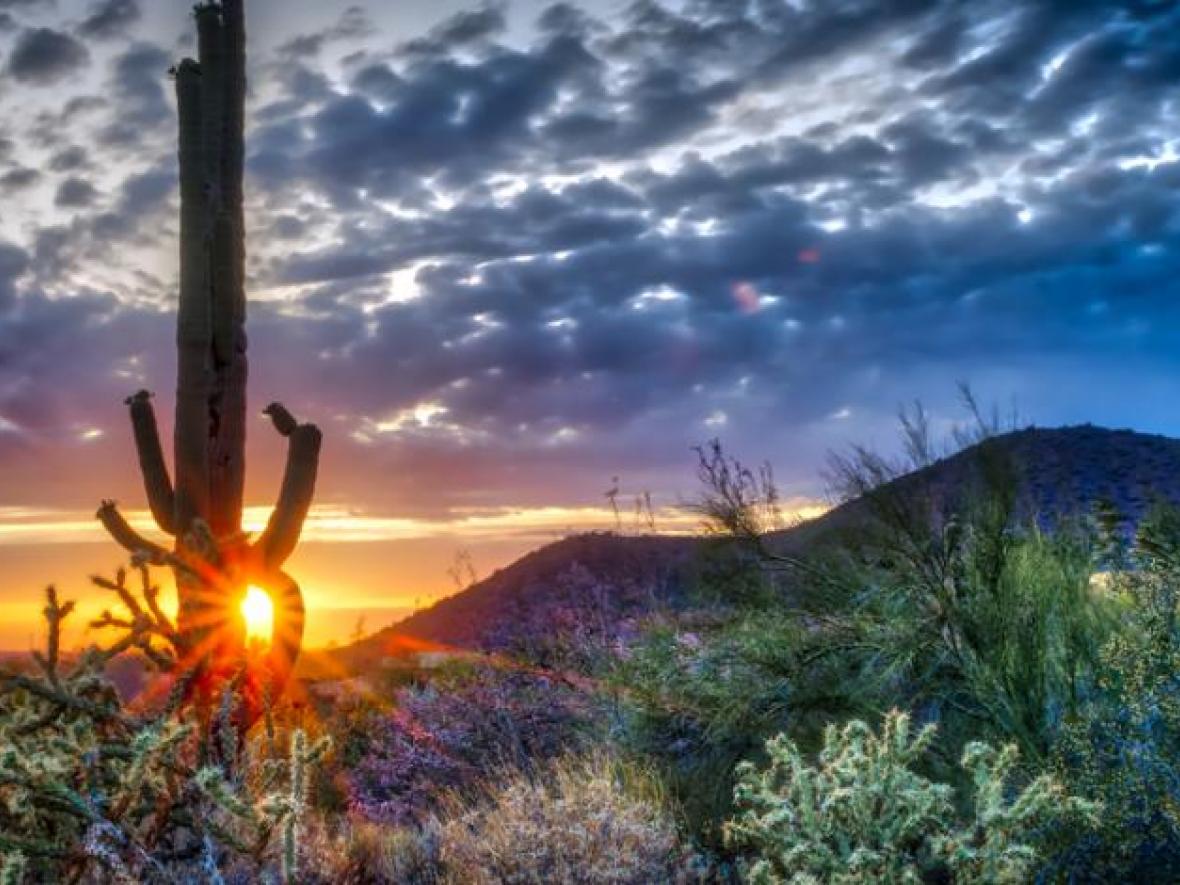 scottsdale phoenix landscape