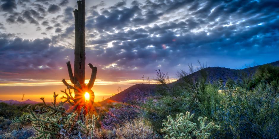 scottsdale landscape